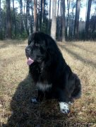 Превью фото № 231411