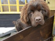 Превью фото № 231471