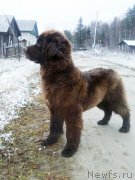 Превью фото № 231475