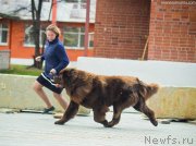 Превью фото № 231493