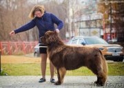 Превью фото № 231496