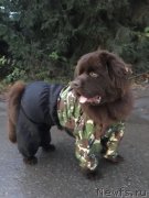 Превью фото № 231541