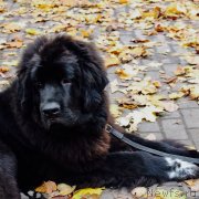 Превью фото № 231552