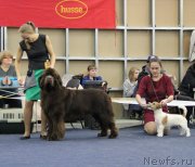 Превью фото № 231566