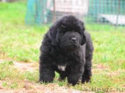 Превью фото № 231584