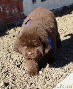 Превью фото № 231592