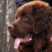 Превью фото № 231595