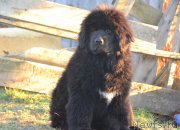 Превью фото № 231609