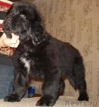 Превью фото № 23162