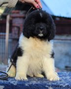 Превью фото № 231626