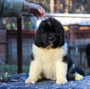 Превью фото № 231628