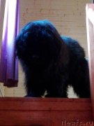 Превью фото № 231661