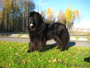 Превью фото № 231664