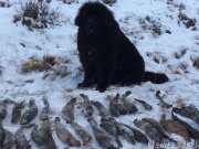 Превью фото № 231673