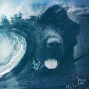 Превью фото № 231685