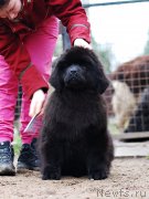 Превью фото № 231695