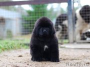 Превью фото № 231702