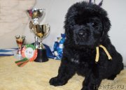 Превью фото № 231712