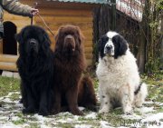 Превью фото № 231724