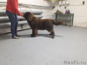 Превью фото № 231756