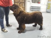 Превью фото № 231757