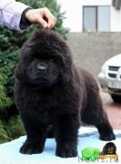 Превью фото № 231799