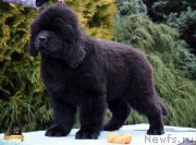 Превью фото № 231803