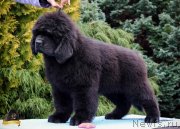 Превью фото № 231805