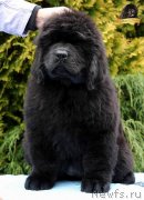 Превью фото № 231807