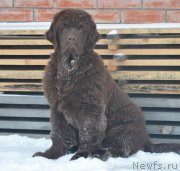 Превью фото № 231813