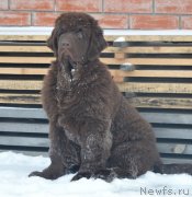 Превью фото № 231814