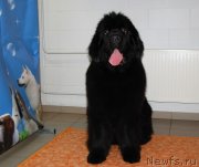 Превью фото № 231894