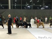 Превью фото № 231907