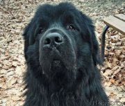 Превью фото № 231916