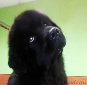 Превью фото № 231920