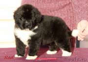 Превью фото № 231937