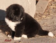 Превью фото № 231939