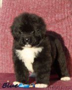 Превью фото № 231944