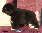 Превью фото № 231946