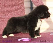 Превью фото № 231949