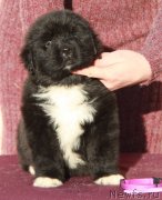 Превью фото № 231953