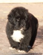 Превью фото № 231956