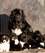 Превью фото № 231961