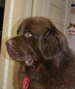 Превью фото № 231972