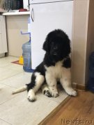 Превью фото № 231986