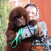 Превью фото № 231988