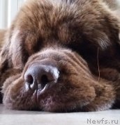 Превью фото № 231994