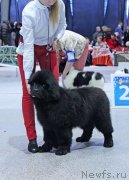 Превью фото № 232000