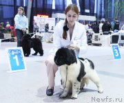 Превью фото № 232003