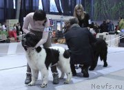 Превью фото № 232006